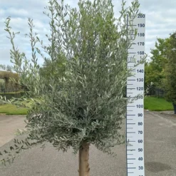 Olijfboom 200 Cm Hoog - Oude Olijfboom - Olea Europea