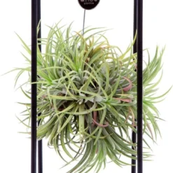 Deco Frame Met Airplant Tillandsia(S)
