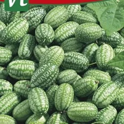 Cucameloen Mexicaanse Komkommer - Talrijke Vruchtjes, Zo Groot Als Een Druif