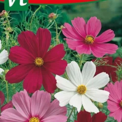 Cosmea Early Summer Een Zomer Vol Bloemen.