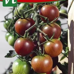 Tomaat Black Cherry - Een Excellente, Sappige Variëteit Met Een Zoete Smaak.