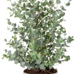 Eucalyptus Gunnii - Gomboom - Heester - Groenblijvend - ⌀17 Cm - 40-50 Cm -Exporteren Buiten Groen Winkel 716x1200 1