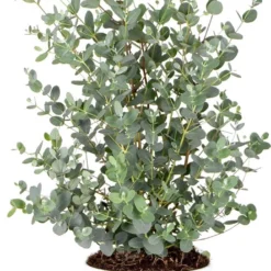 Eucalyptus Gunnii - Gomboom - Heester - Groenblijvend - ⌀17 Cm - 40-50 Cm -Exporteren Buiten Groen Winkel 716x1200