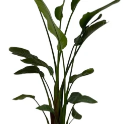 Strelitzia Nicolai - 180cm 21 Strelitzia Nicolai - 180cm -Exporteren Buiten Groen Winkel 718x1200