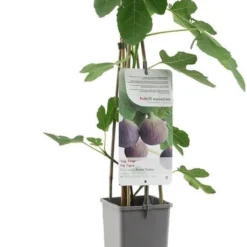 Merkloos Vijgenplant - Brown Turkey - Kleinfruit - Fruitstruik - Vijg