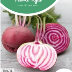 Hortitops - Rode Biet Chioggia