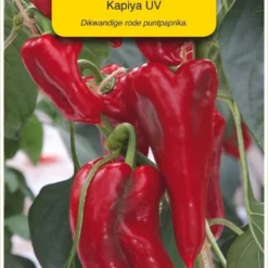 Oranjebandzaden - Paprika Rode Punt Kapiya