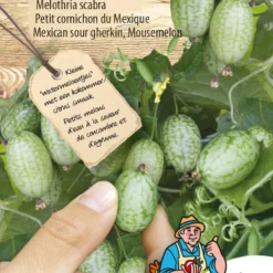 Sluis Garden - Muismeloen (Melothria Scabra)