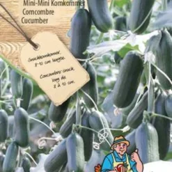 Sluis Garden - Mini Komkommer Hopeline F1
