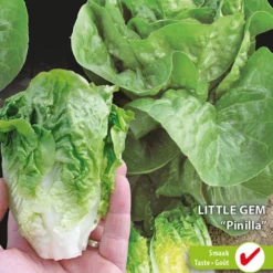 Sluis Garden - Groentezaad - Little Gem Pinilla