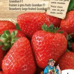 Sluis Garden - Aardbei Grandian F1