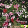 Sluis Garden - Hanggeranium Summertime F1 (Pelargonium)