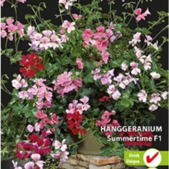 Sluis Garden - Hanggeranium Summertime F1 (Pelargonium)