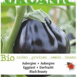 Buzzy Organic - Aubergine Black Beauty BIO
