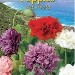 Buzzy® Poppies Of The World - Papaver Pioenbloemig -Exporteren Buiten Groen Winkel 786x1200 1