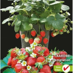 Sluis Garden - Aardbei Temptation (semi-grootvruchtig)