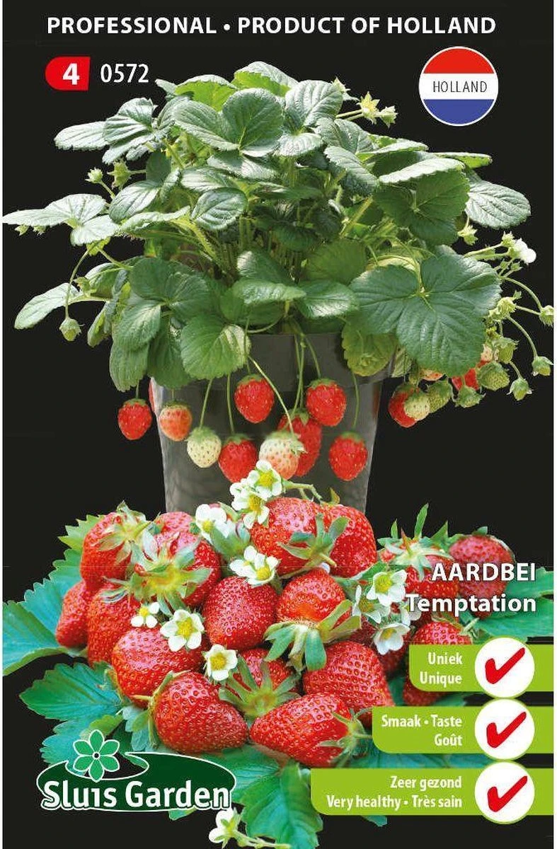 Sluis Garden - Aardbei Temptation (semi-grootvruchtig) 1 Sluis Garden - Aardbei Temptation (semi-grootvruchtig)