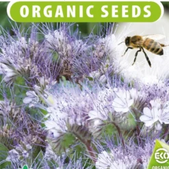 Sluis Garden - Groenbemester Bijenvoer BIO (Phacelia)