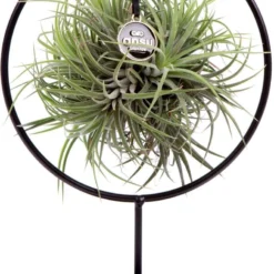 Deco Frame Rond Met Tillandsia Airplant Bol (S)