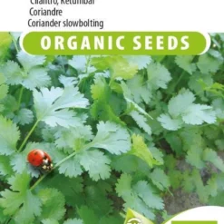 Sluis Garden - Koriander Marino Biologisch (Coriandrum Sativum)