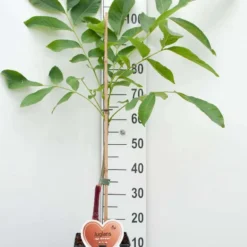 Walnotenboom- Fruitboom- 120 Cm Hoog- Potgekweekt- Professioneel Telersras