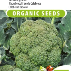Sluis Garden - Broccoli Calabrese Natalino BIO