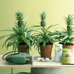 Breasy Ananasplant | Anti-snurk Plant | 1 Stuks | Ø 13cm | 35-40 Cm -Exporteren Buiten Groen Winkel 798x1200 1