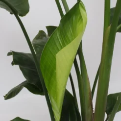 Strelitzia Nicolai - 180cm 13 Strelitzia Nicolai - 180cm -Exporteren Buiten Groen Winkel 799x1200 12