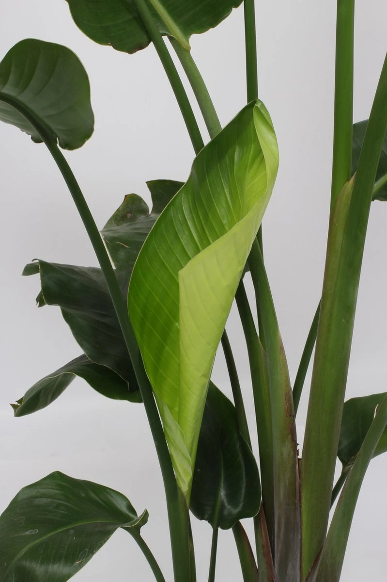 Strelitzia Nicolai - 180cm 3 Strelitzia Nicolai - 180cm - Afbeelding 3