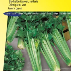 Sluis Garden - Selderij, Bladselderij Green Sleeves