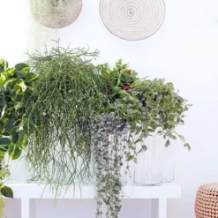 Fleurdirect - Scindapsus - 45 Cm - Ø 15 - 1 Stuks -Exporteren Buiten Groen Winkel 799x1200 8