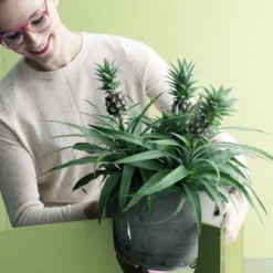 Breasy Ananasplant | Anti-snurk Plant | 1 Stuks | Ø 13cm | 35-40 Cm -Exporteren Buiten Groen Winkel 800x1200 3