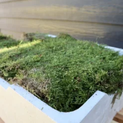 Merkloos 4 Lagen Vers Mos (Platmos) - Leuk Voor Decoratie - In Kist (40x30cm) -Exporteren Buiten Groen Winkel 800x1200 5