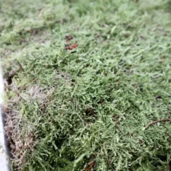 Merkloos 4 Lagen Vers Mos (Platmos) - Leuk Voor Decoratie - In Kist (40x30cm) -Exporteren Buiten Groen Winkel 800x1200 6