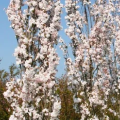 Jonge Zuilvormige Japanse Sierkers Boom | Prunus Serrulata 'Amanogawa' | 100-150cm Hoogte