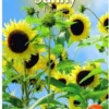 Buzzy® Sunny Flowers, Zonnebloem Moonwalker