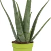Dr. Green® Broeder Green - Met Kweekhandleiding - Aloë Vera Plant Groot 45 Cm - ø 15 Cm - Kamerplanten - Vetplant - Kamerplant Luchtzuiverend - Succulent