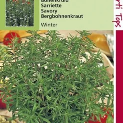 Hortitops Zaden - Bonenkruid Overblijvende