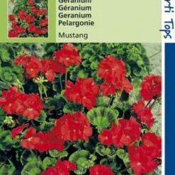 Hortitops Zaden - Geranium Bloemzaad - Mustang - Kersrood -Exporteren Buiten Groen Winkel 808x1200 37