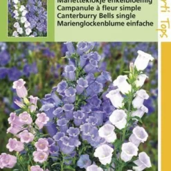 Hortitops Zaden - Campanula Medium Enkelbloemig Gemengd