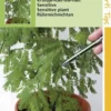 Hortitops Zaden - Mimosa Pudica (Kruidje-Roer-Me-Niet)