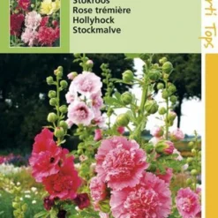Hortitops Zaden - Althaea Rosea Summer Carnival - Stokroos -Exporteren Buiten Groen Winkel 808x1200 42
