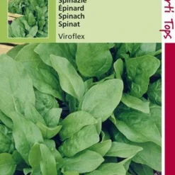 Hortitops Zaden - Spinazie Winterreuzen 15 Gram -Exporteren Buiten Groen Winkel 808x1200 5