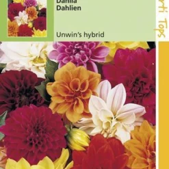 Hortitops Zaden - Dahlia Variabilis Unwin'S Hybride Gemengd