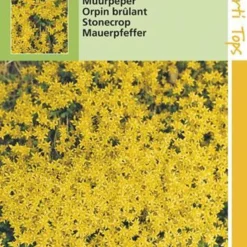 Hortitops Zaden - Muurpeper Bloemzaad - Sedum Acre - Geel -Exporteren Buiten Groen Winkel 811x1200 9
