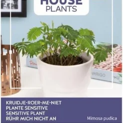 Buzzy® House Plants Mimosa Pudica, Kruidje Roer Me Niet