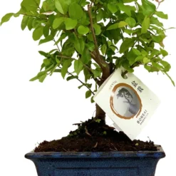 ZynesFlora - Bonsai In Keramiek - Kamerplant In Pot - Ø 15 Cm - Hoogte: 25-30 Cm - Kamerplant
