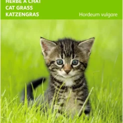 5 Stuks Kattengras Gerst