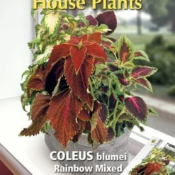 Buzzy® House Plants Coleus, Siernetel Rainbow Mix