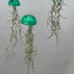 Set Van Drie Glazige Jellyfish Luchtplanten Groen/kleur/airplants/luchtplantje/Spaans Mos/Tillandsia/kadotip/makkelijke Plant/hangplant/woonkamer/moederdag/verjaardag/tuin/terras/balkon/voorjaar/lego/schelp/strand/voor Haar/voor Hem/moeder/vaderdag